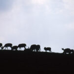 1990’s Kodachrome 64 (Deer herd silhouette)