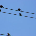 Barn swallows meeting