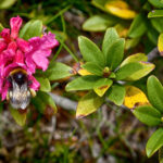 Rhododendron bumblebee