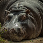 Lazy hippopotamus