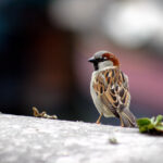 Sparrow in Paris